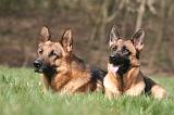 BERGER ALLEMAND 1273